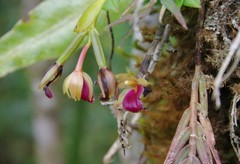 Epidendrum megalospathum