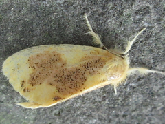 Euproctis piperita