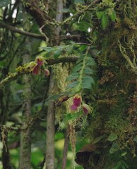 Epidendrum megalospathum