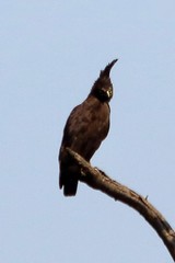 Lophaetus occipitalis