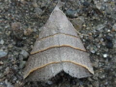 Colobochyla salicalis