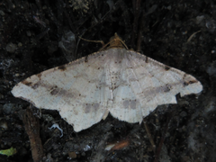 Macaria shanghaisaria