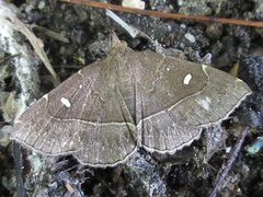 Cidariplura gladiata
