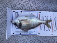 Nemadactylus macropterus