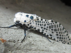 Zeuzera multistrigata