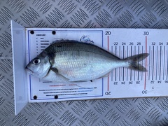 Nemadactylus macropterus