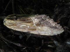 Dudusa sphingiformis