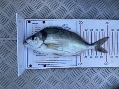 Nemadactylus macropterus