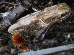 Dudusa sphingiformis