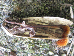 Dudusa sphingiformis