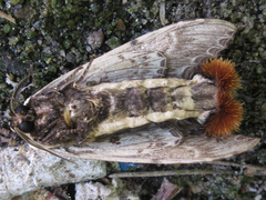 Dudusa sphingiformis