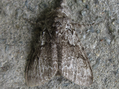 Calliteara argentata