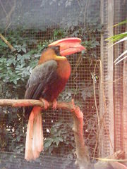 Buceros hydrocorax