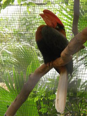 Buceros hydrocorax