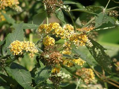 Buddleja weyeriana