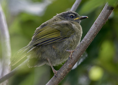 Stripe-Cheeked Greenbul photo 3