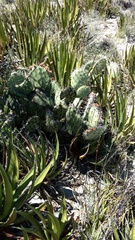 Opuntia stenopetala