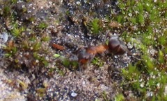 Formica sanguinea