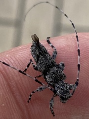 Acanthocinus obliquus