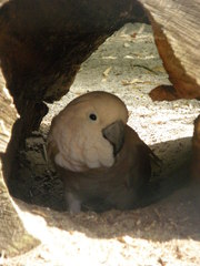 Cacatua moluccensis