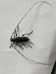 Acanthocinus obliquus