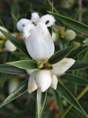 Astroloma xerophyllum