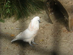 Cacatua moluccensis
