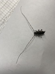 Acanthocinus obliquus