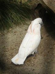 Cacatua moluccensis