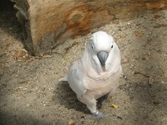 Cacatua moluccensis