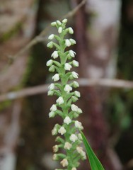 Gomphichis
