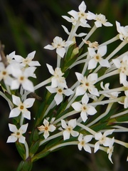 Struthiola myrsinites