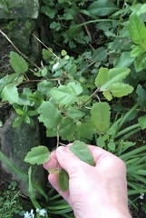 Plagianthus regius regius