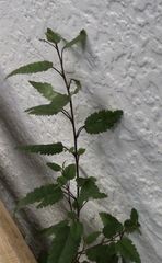 Plagianthus regius regius