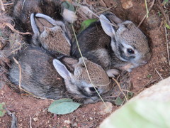 Sylvilagus cunicularius
