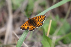 Melitaea parthenoides