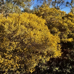 Acacia montana
