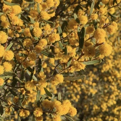 Acacia montana