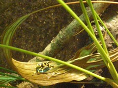 Dendrobates leucomelas
