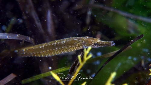 Black-striped Pipefish