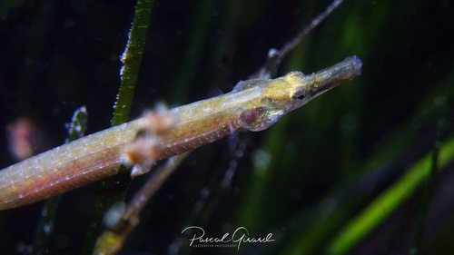 Black-striped Pipefish
