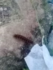 Hermodice carunculata