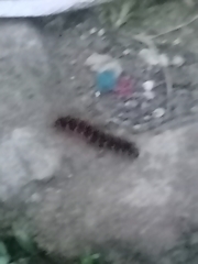 Hermodice carunculata