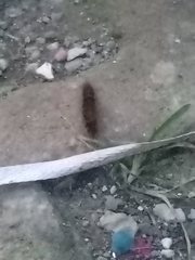 Hermodice carunculata