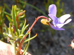 Viola decumbens scrotiformis