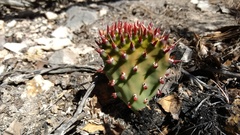 Opuntia stenopetala