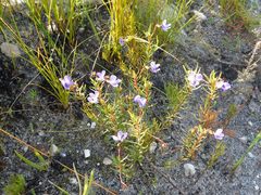 Viola decumbens scrotiformis