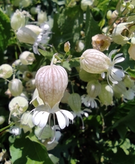 Silene vulgaris