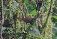 Cinnycerthia olivascens