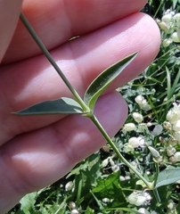 Silene vulgaris